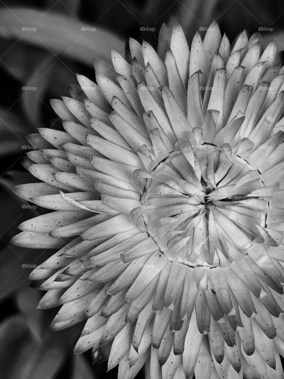 Flower monochrome