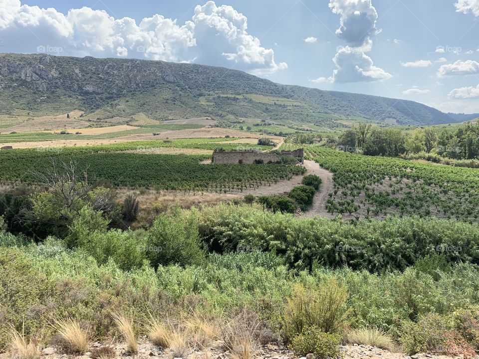 Vignoble des Pyrénées Orientales