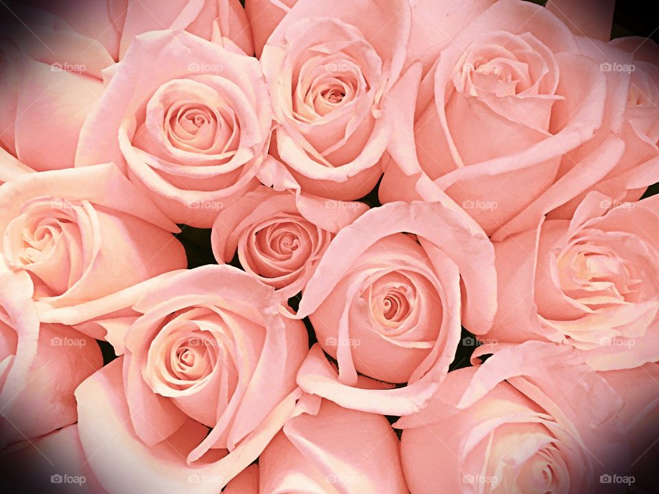 Soft pink roses
