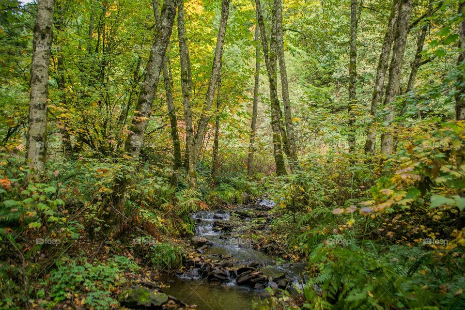 View of stream in forest