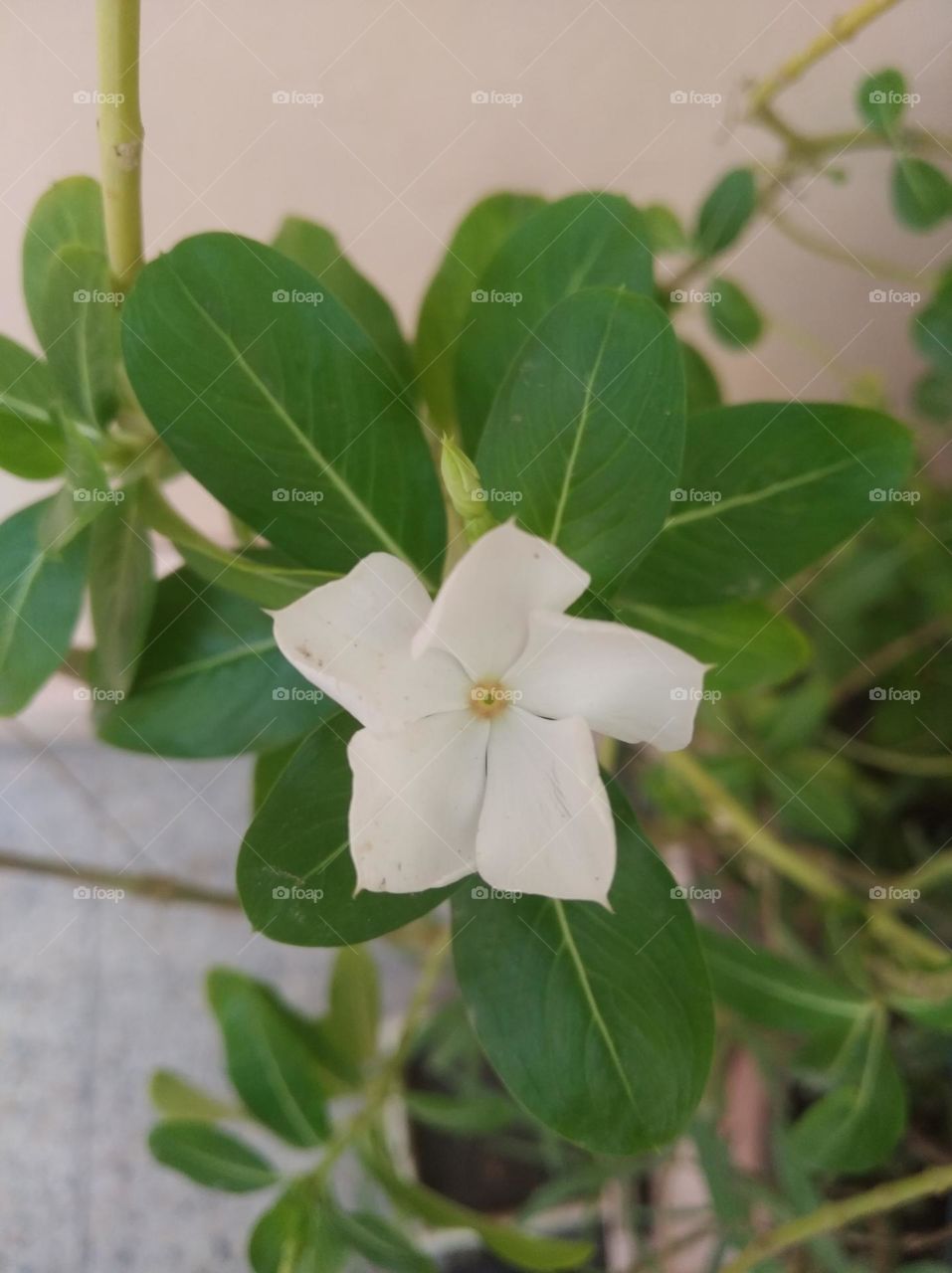 periwinkle white flower looks very beautiful generally found everywhere fresh seasonal