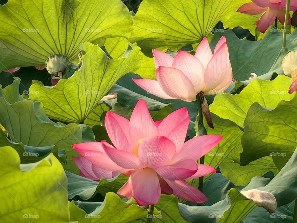 Full of lotus pond is to give you the romance of summer.