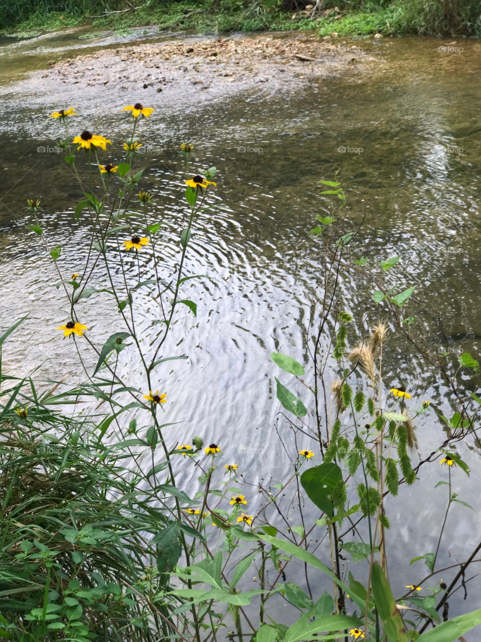 Country scenery with flowers near a creek