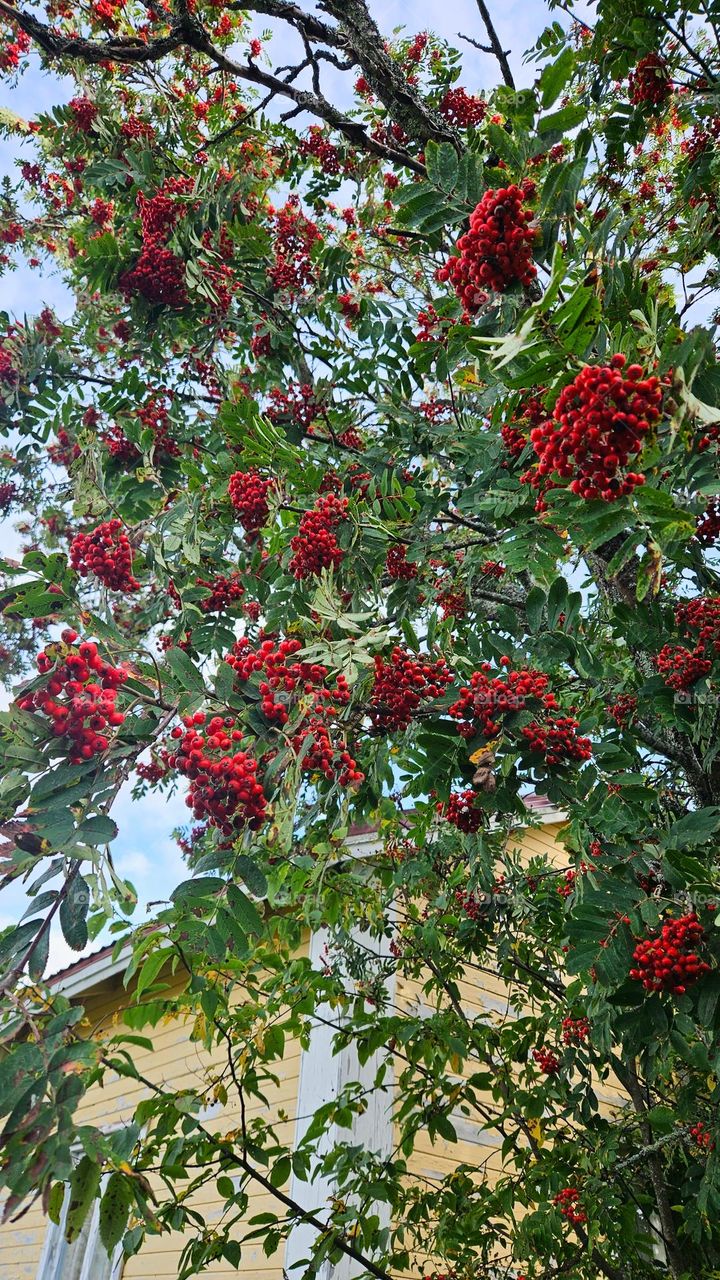 Rowan tree in front of the old house. In Finland, the berries are only ripe in autumn