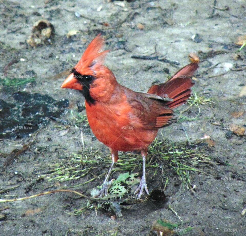 A red cardinal on the muddy ground looking for bird seed to snack on!!