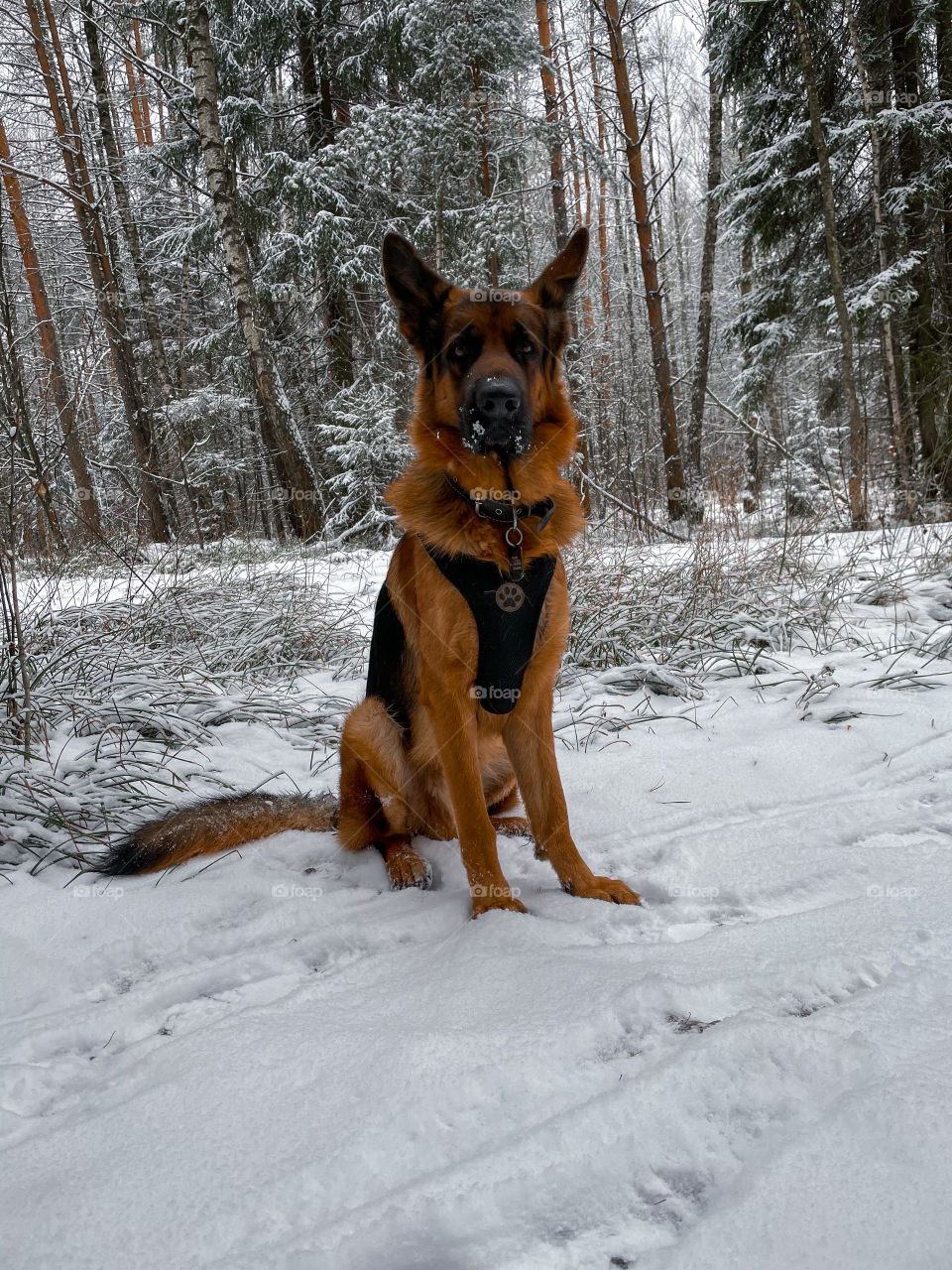 German shepherd dog in winter forest 