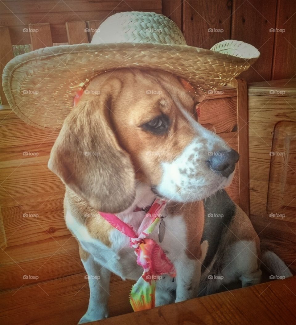 Beagle