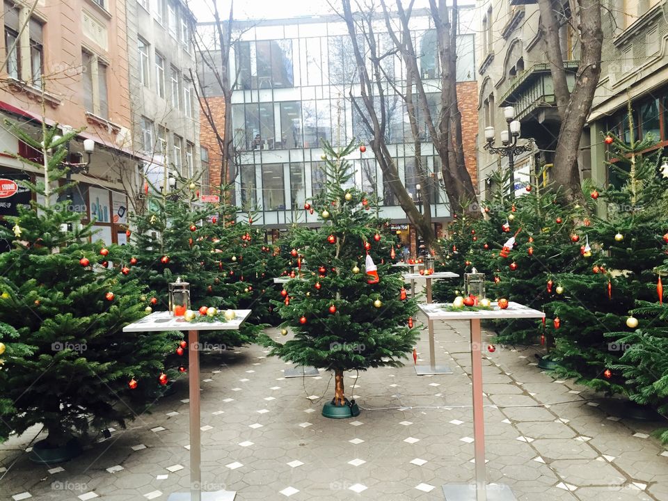 Decorated Christmas trees and terraces