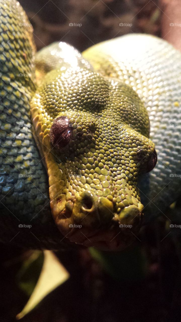 Close up of green snake 