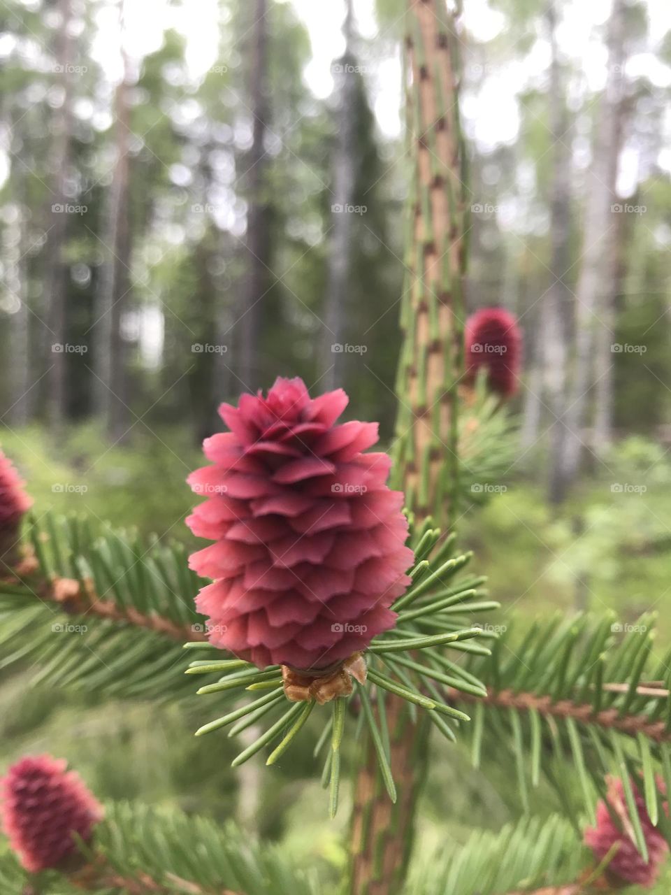 Forest pine cones 