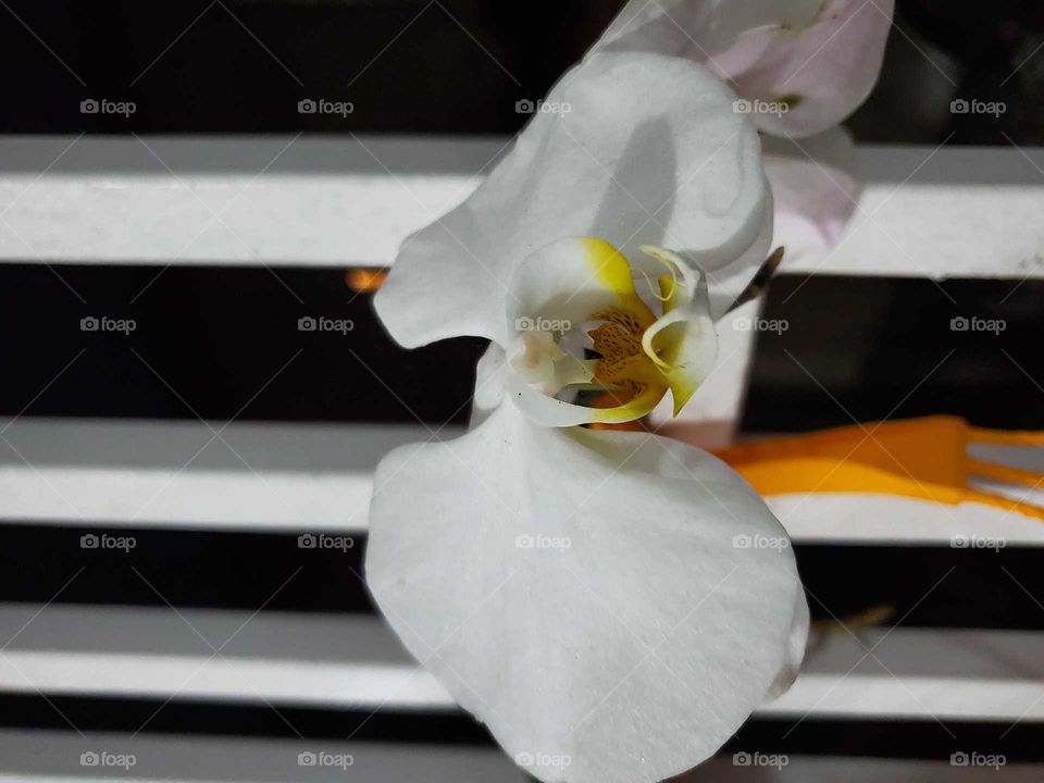 exotic orchids in my secret garden