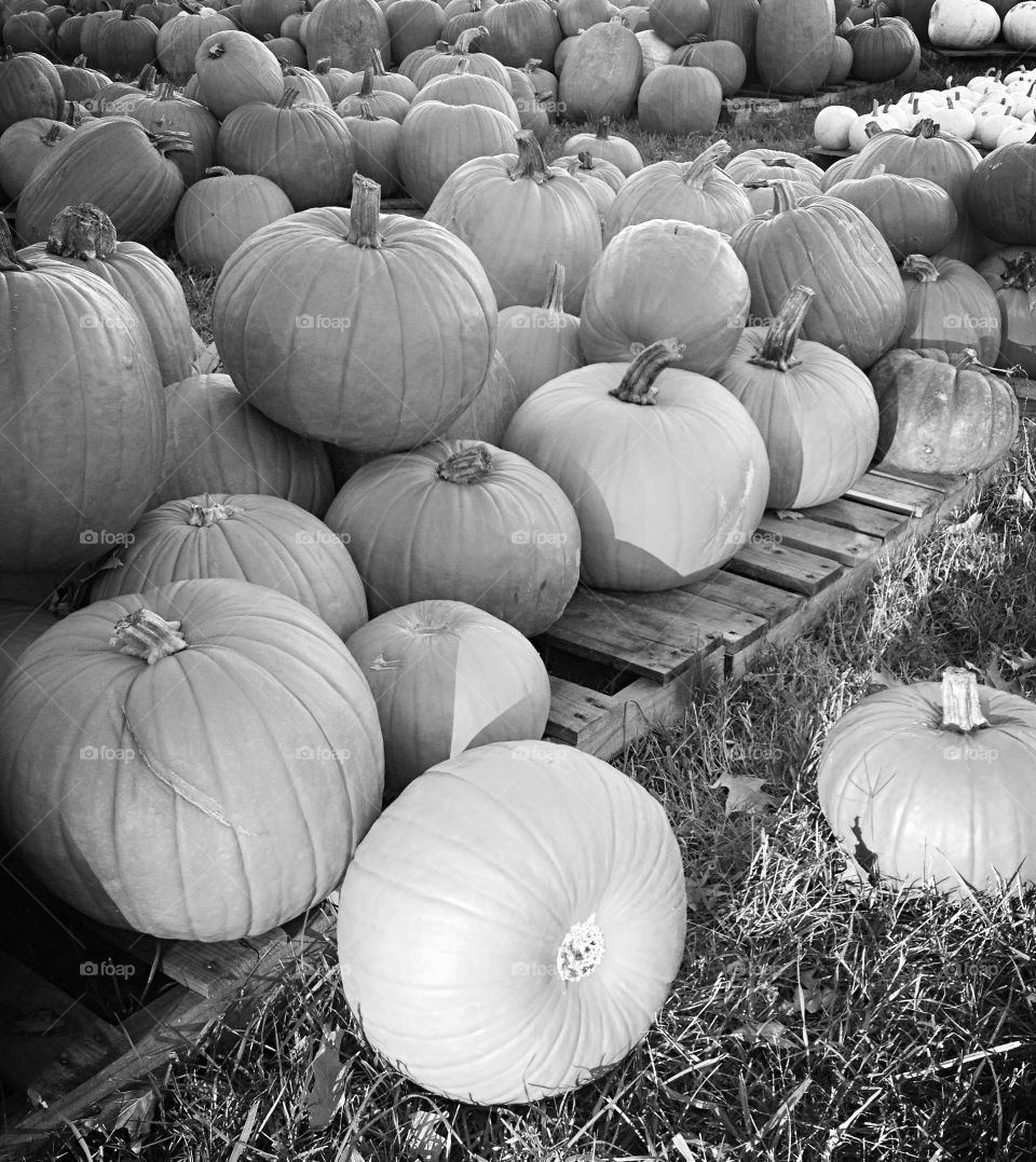 Black and white pumpkin 