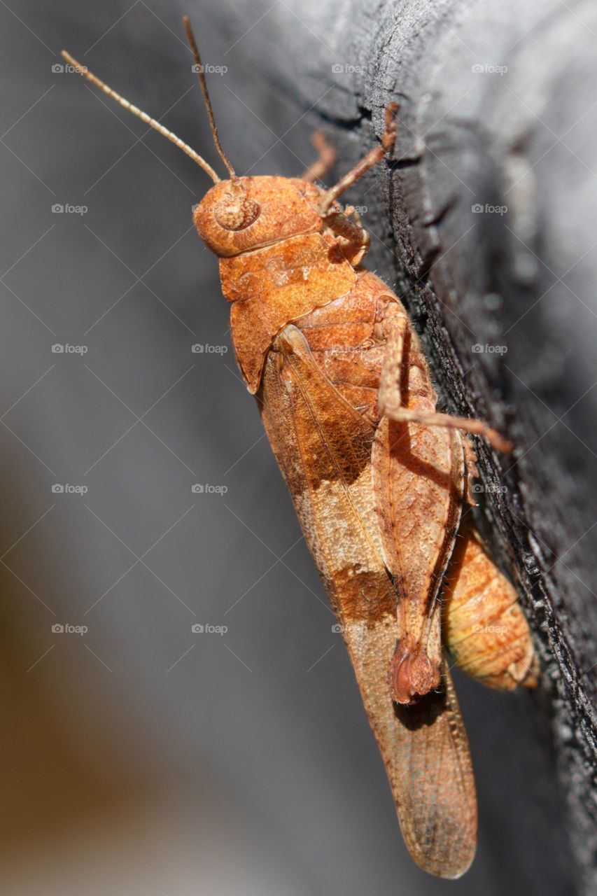 Little brown grasshopper close-up