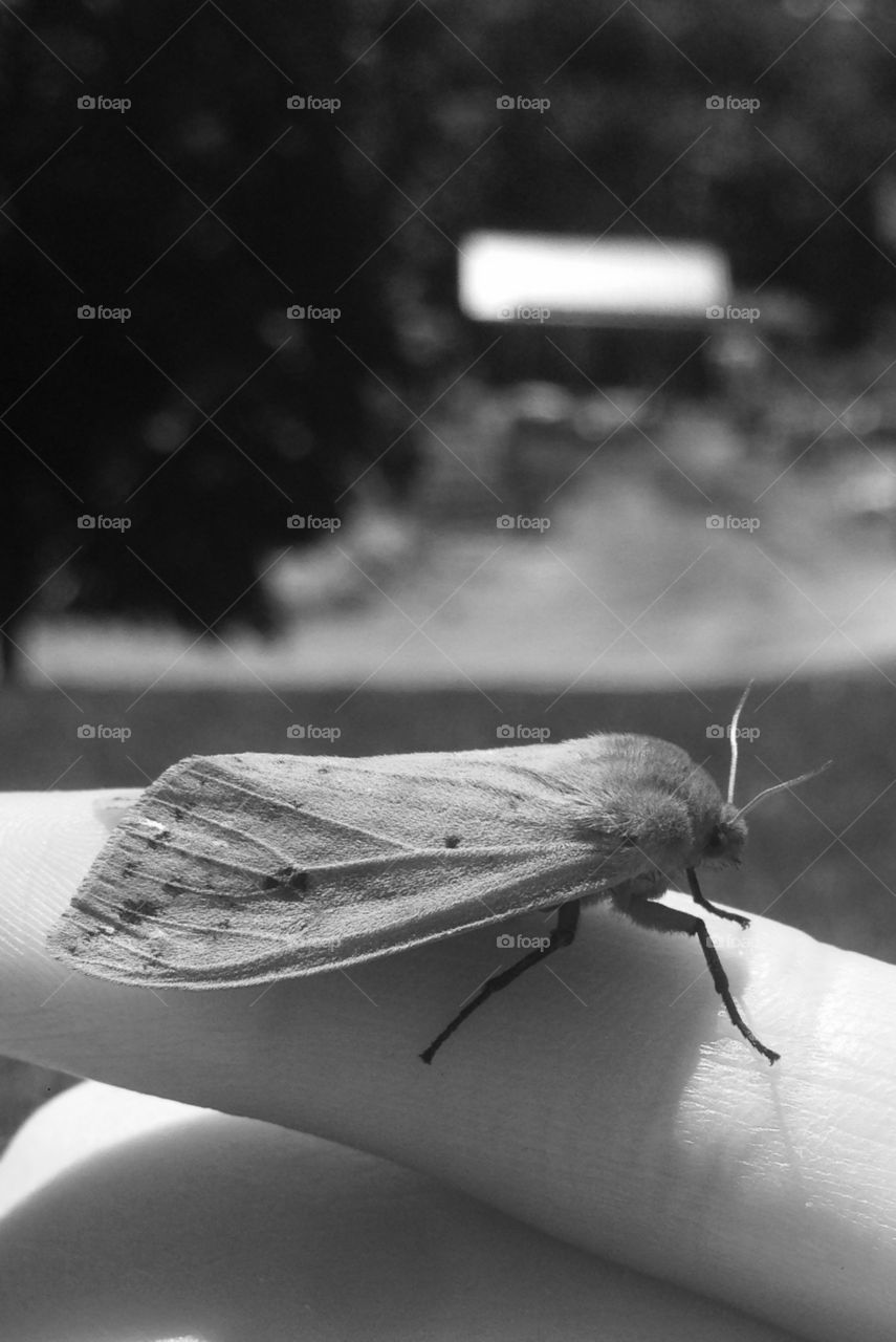 Moth. Moth on finger