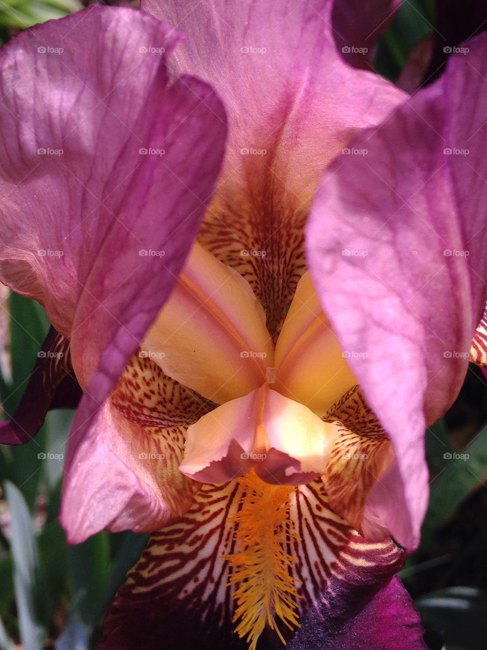 Closeup . Bearded iris up close...