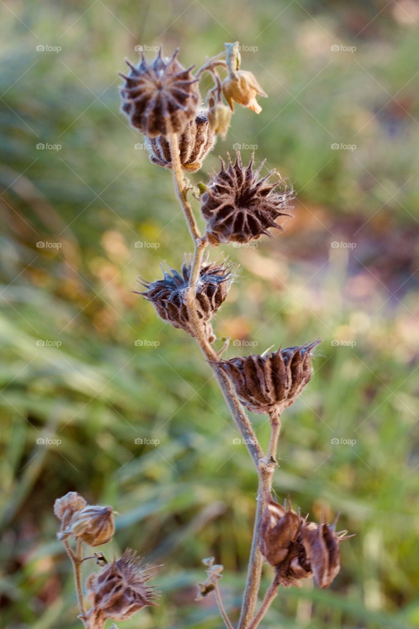 Dried sunflower pods in a field during autumn 