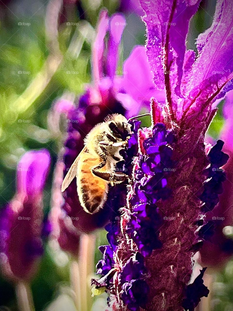 Bee on Lavender