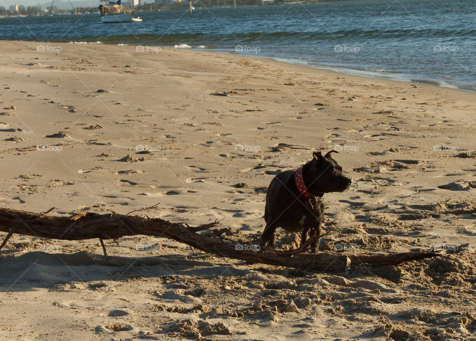 Beach time with dog 