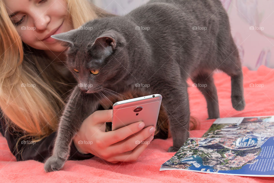 Russian blue cat