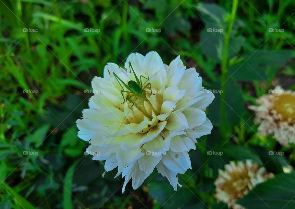 White flowers and green grasshopper in the garden 