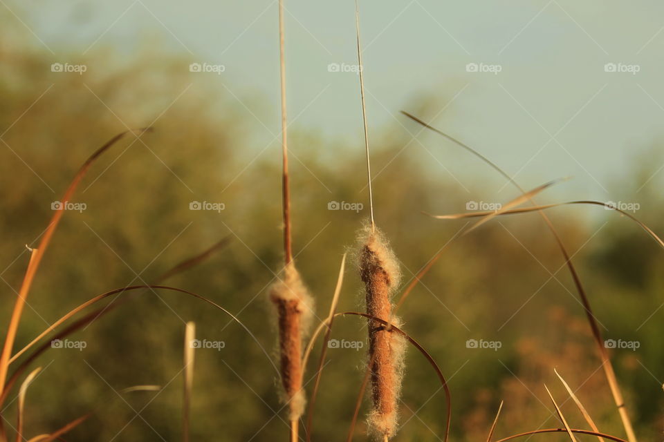 Cattails 