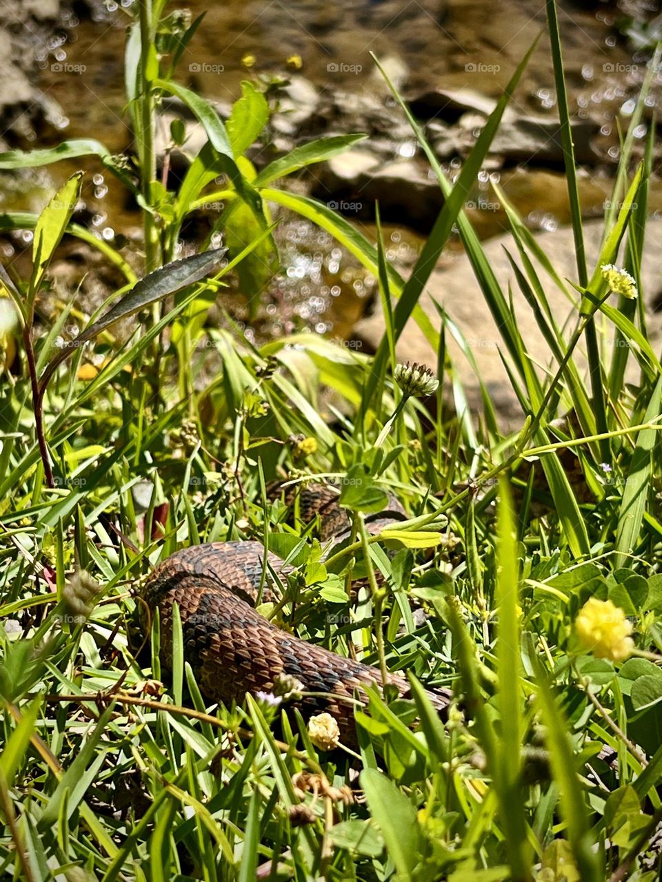 Glimpse of a banded water snake sunning in the grass beside a small stream. The body and pattern is barely visible in the habitat.