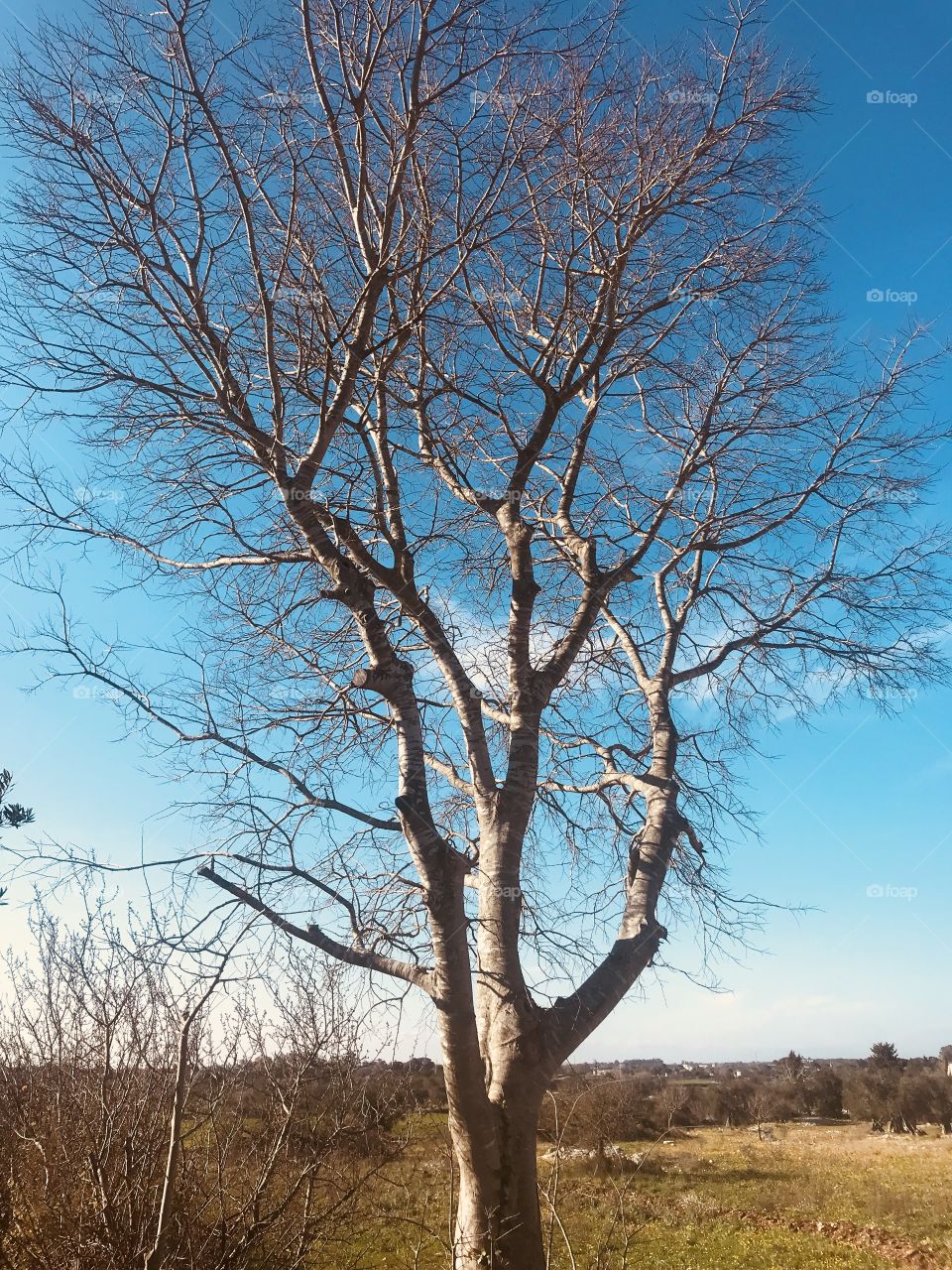 Tree and Sky