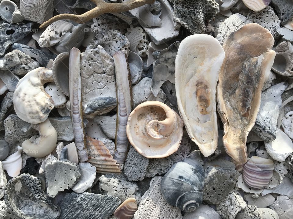 Seashells 