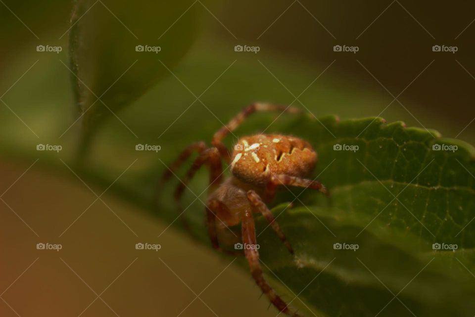 Araneus Diadematus, known as the garden spider or the cross spider,thanks to the model on its back.