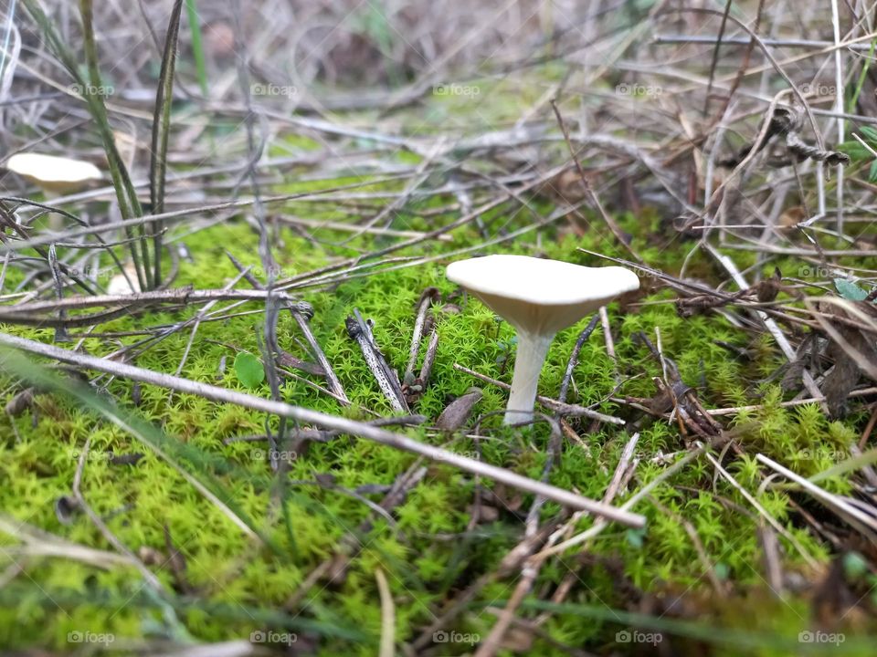 Poisonous white mushrooms growing under a pine tree.