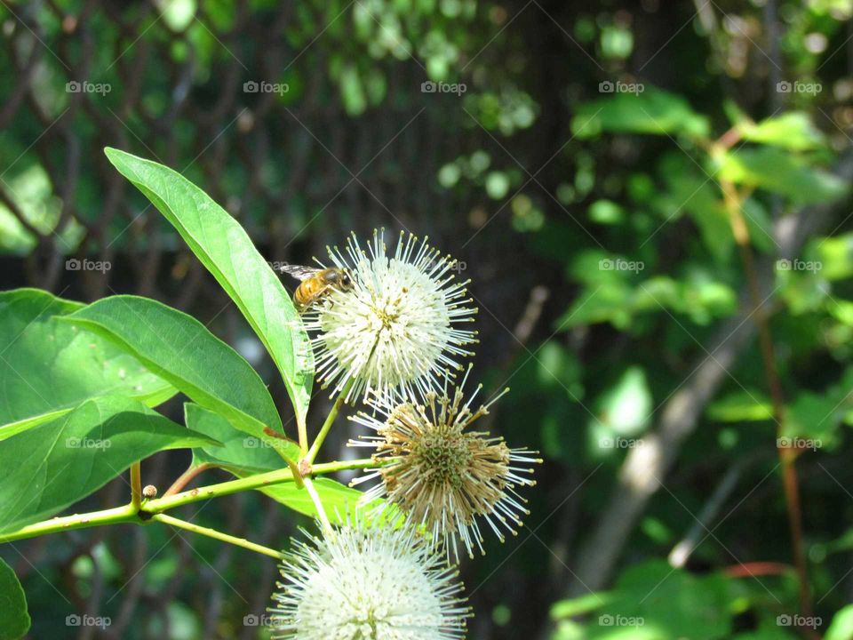 nature's spiky balls