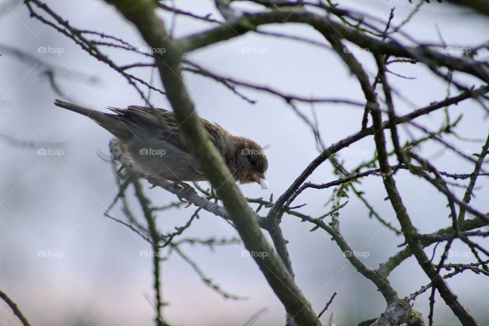 Wild Nature. Caught this photo on the riverbank of the river Thames in London, using a canon 700D 