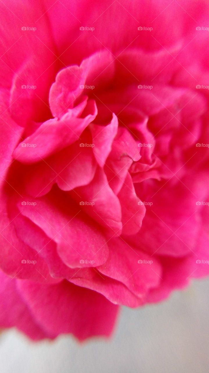 Close shot of baby rose