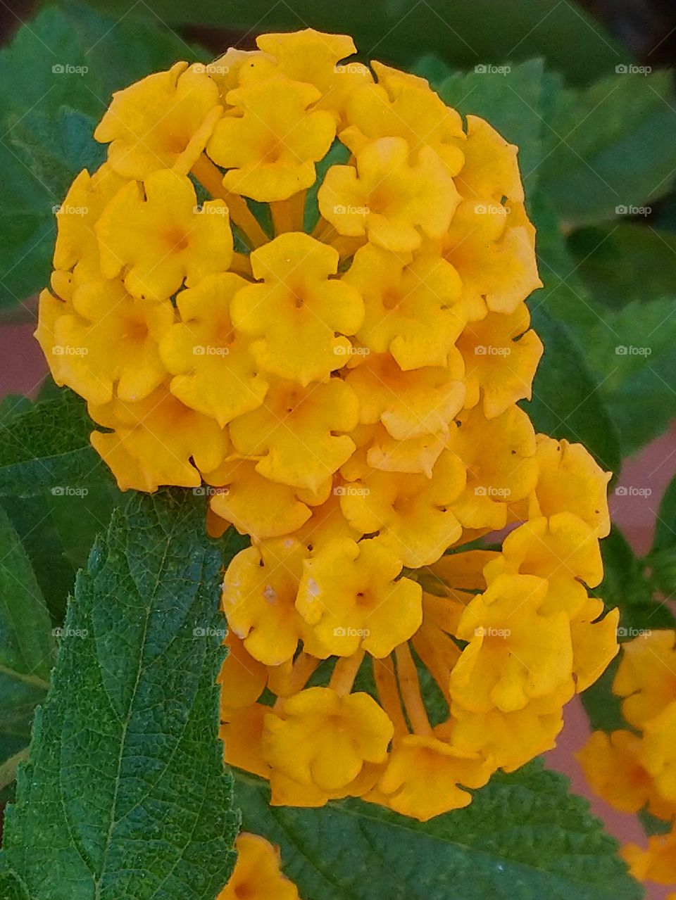 Beautiful orange flower