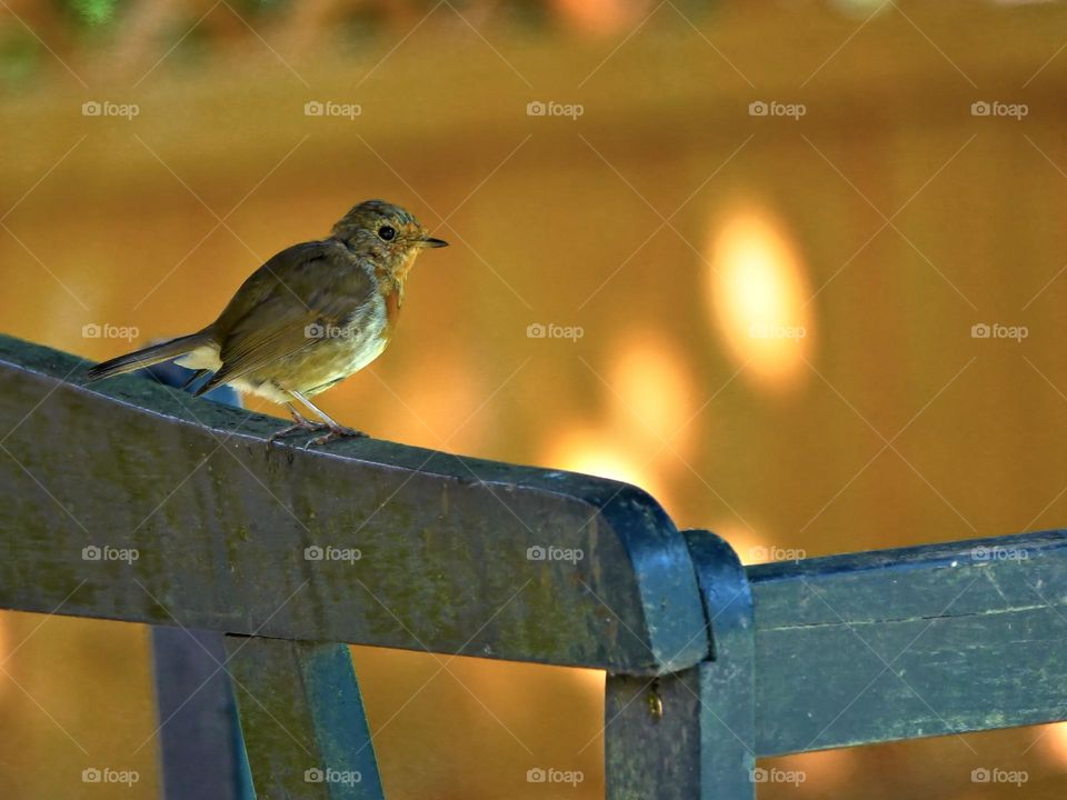 the young robin on the garden chair
