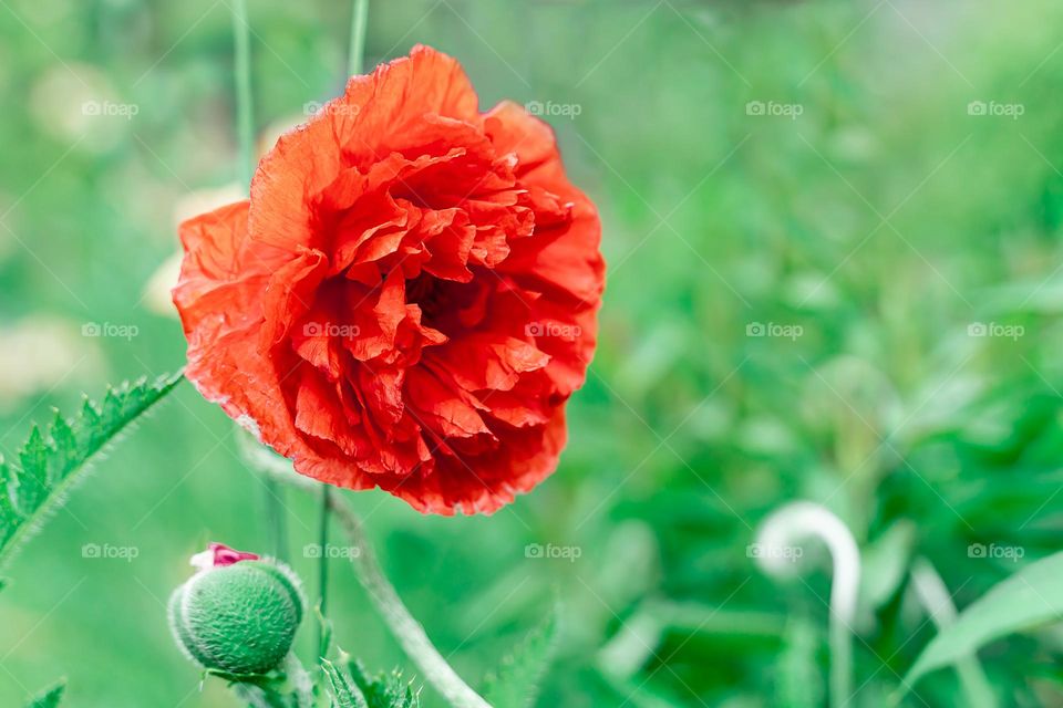 poppy on green background