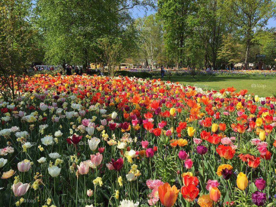 Keukenhof