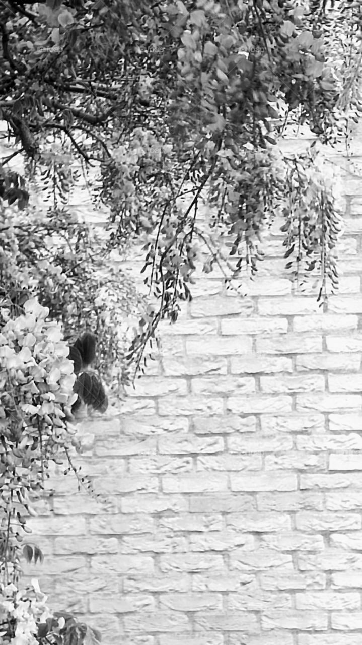 blooming plant with brick wall