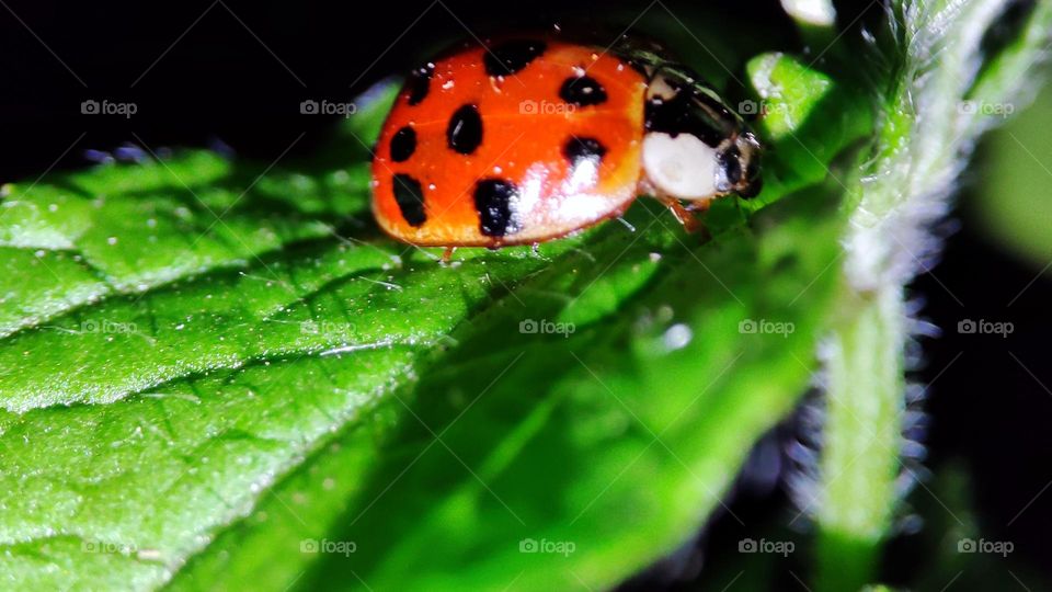 Lady bug on leaf