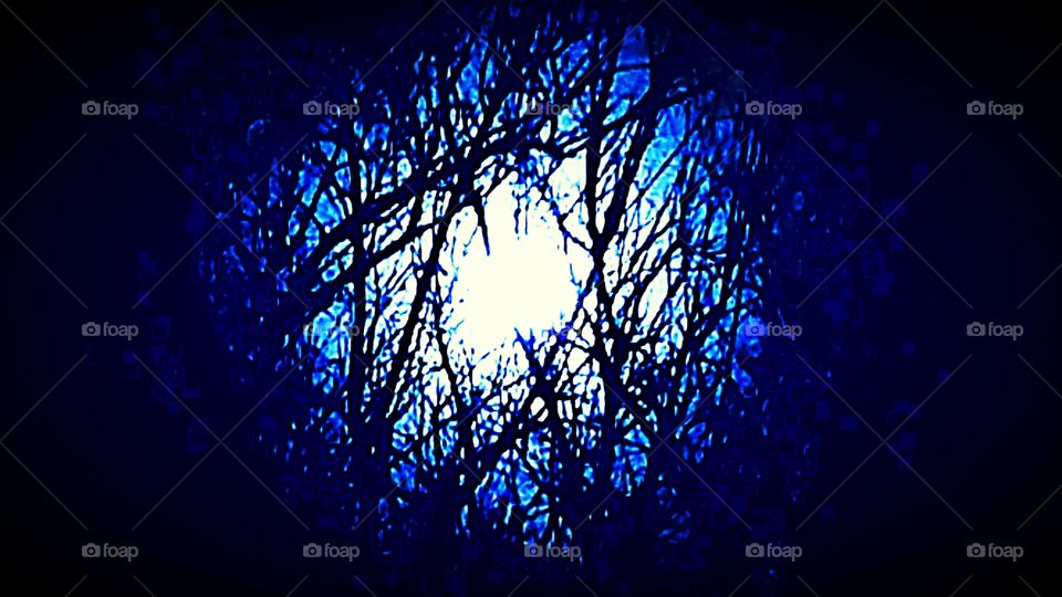 Moon light thru the Trees