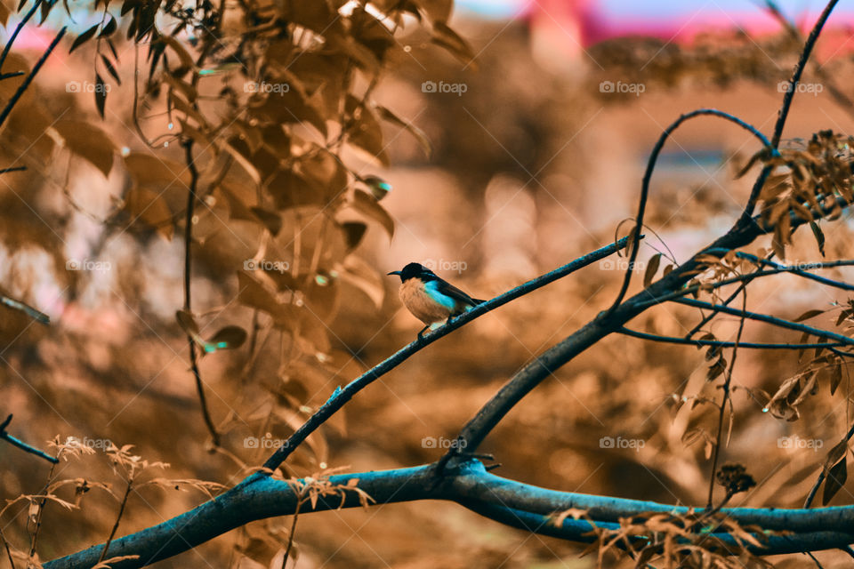 Bird photography  - autumn style