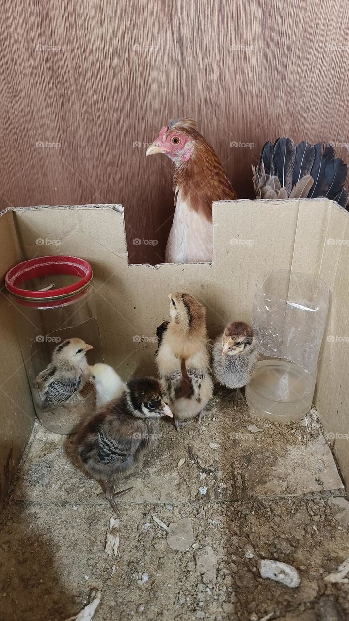 Chickens in a Taiwanese farm