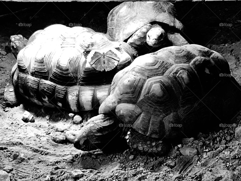 Tortoise in black and white