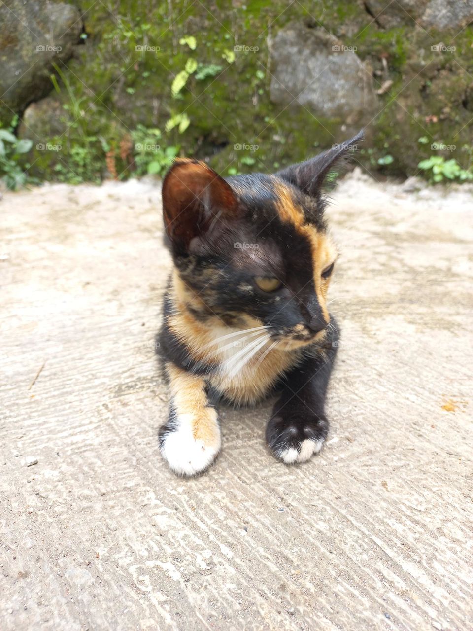 Striped cat with three beautiful colors