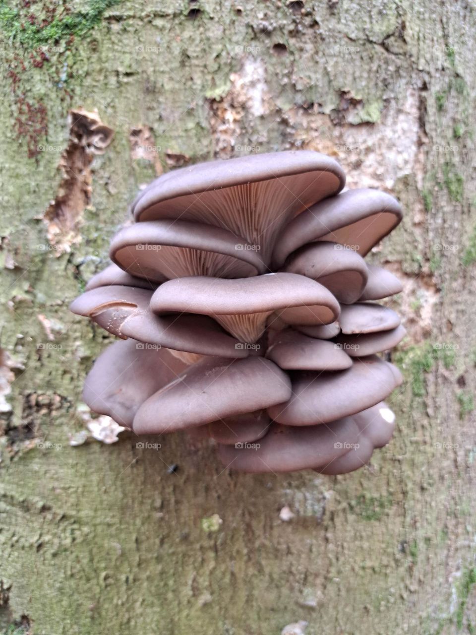 mushrooms bundle