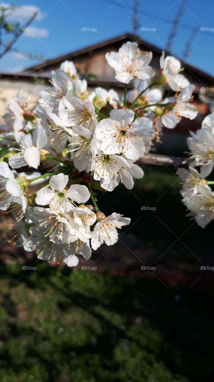Blooming cherry in spring