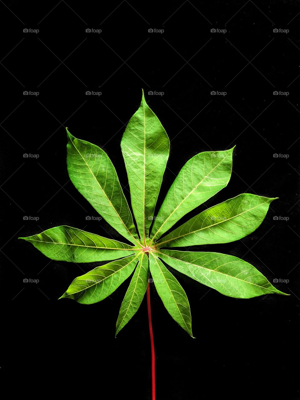 Cassava leaves, Photo taken in 2020