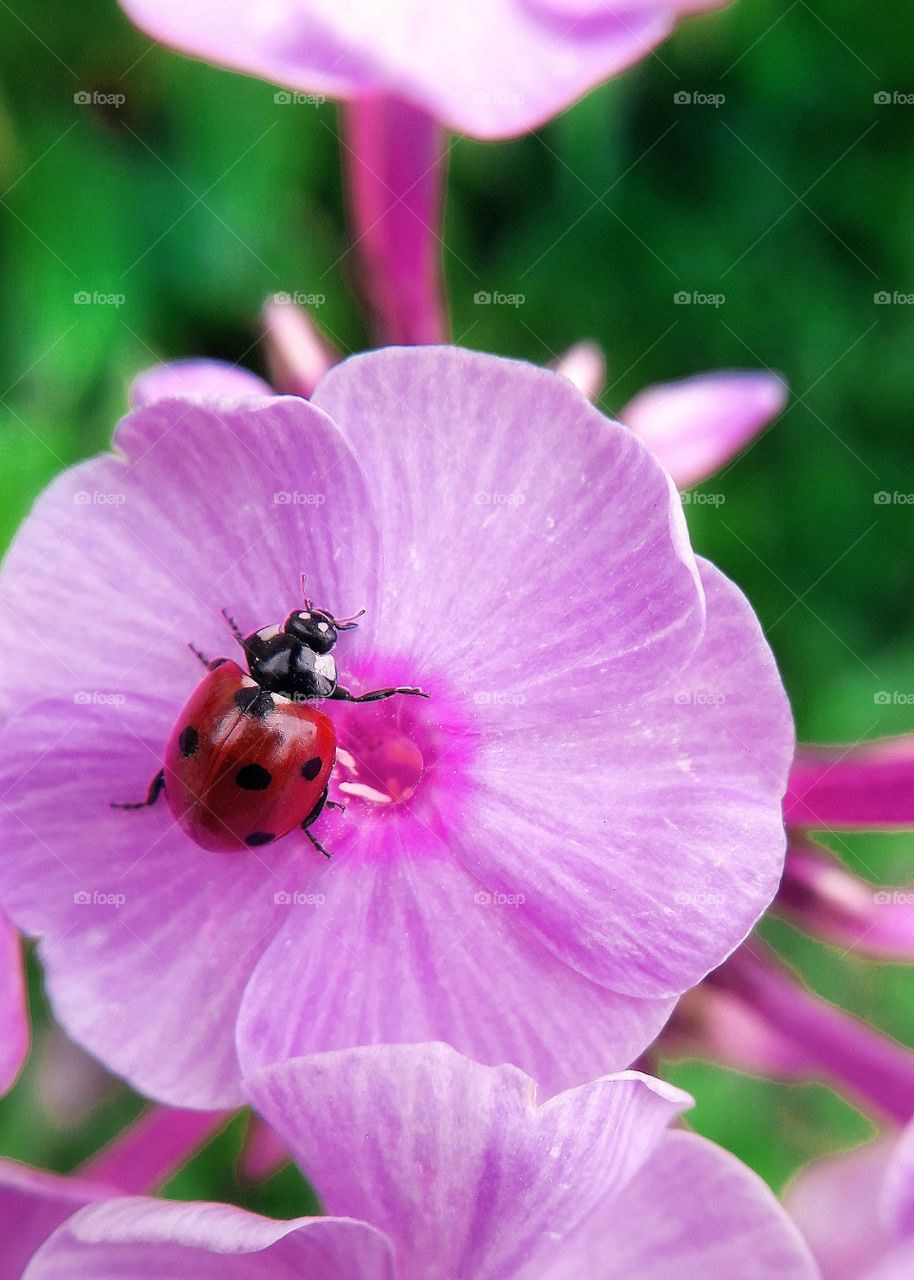 ladybug on the flower
