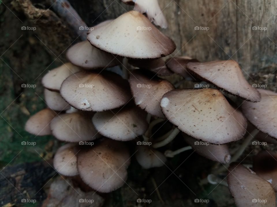 fungus