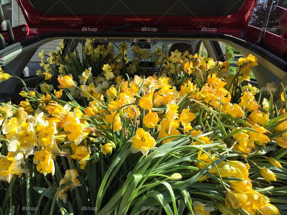 Flowers. Daffodils